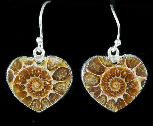 Fossil Ammonite Earrings - Sterling Silver #48749